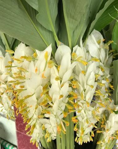 WHITE Globba winitii - PotPlantPetal Co.