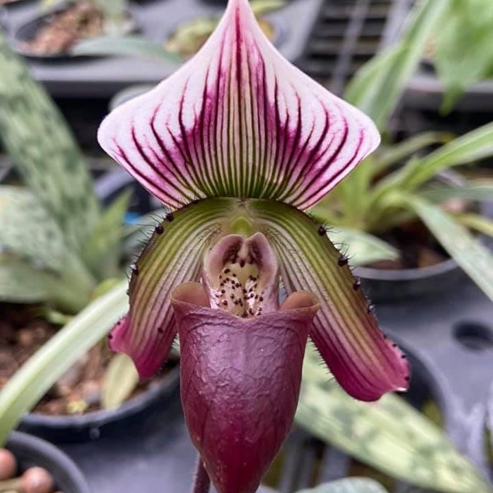 Paphiopedilum callosum - PotPlantPetal