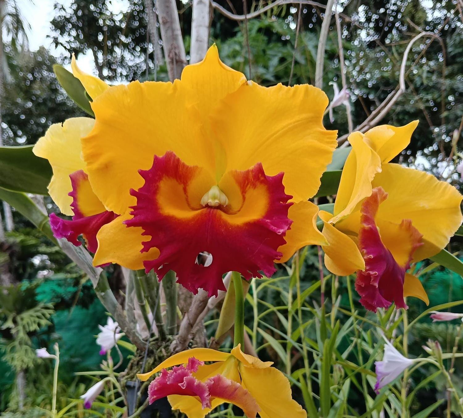 Cattleya Thongsuk Delight (Rhyncholaeliocattleya)