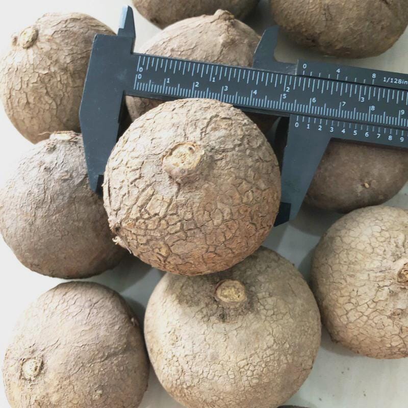 Stephania Erecta  (Caudex Plant)