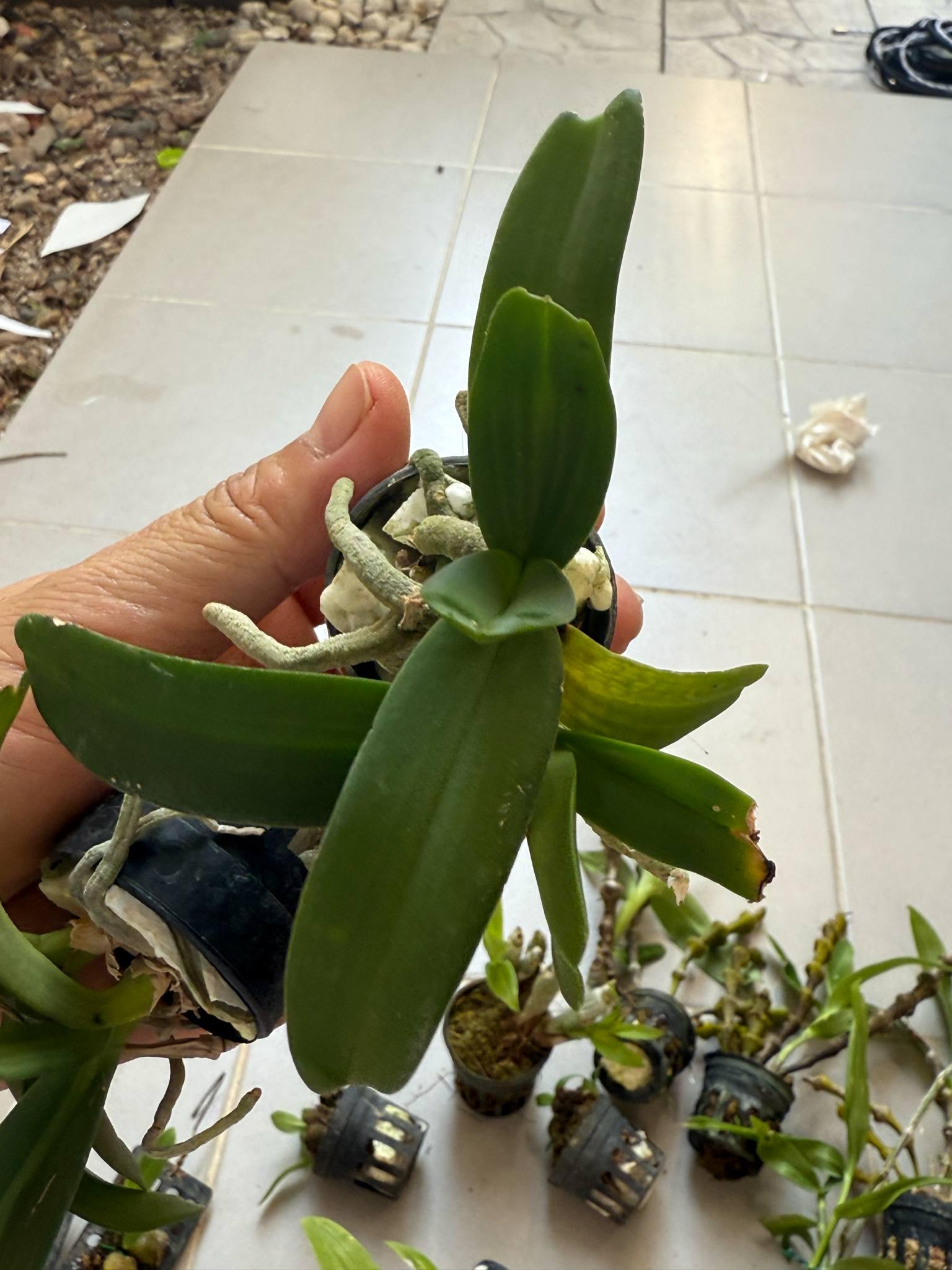 x2 Rhynchostylis gigantea Orchid (Select Pink): Foxtail Orchid, Aerides Vanda