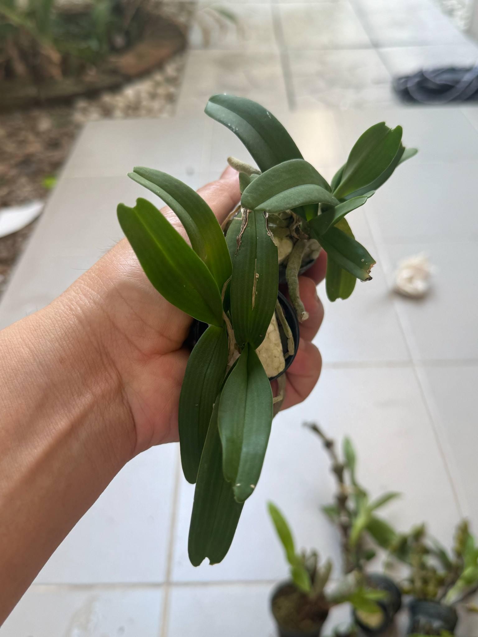 x2 Rhynchostylis gigantea Orchid (Select Pink): Foxtail Orchid, Aerides Vanda