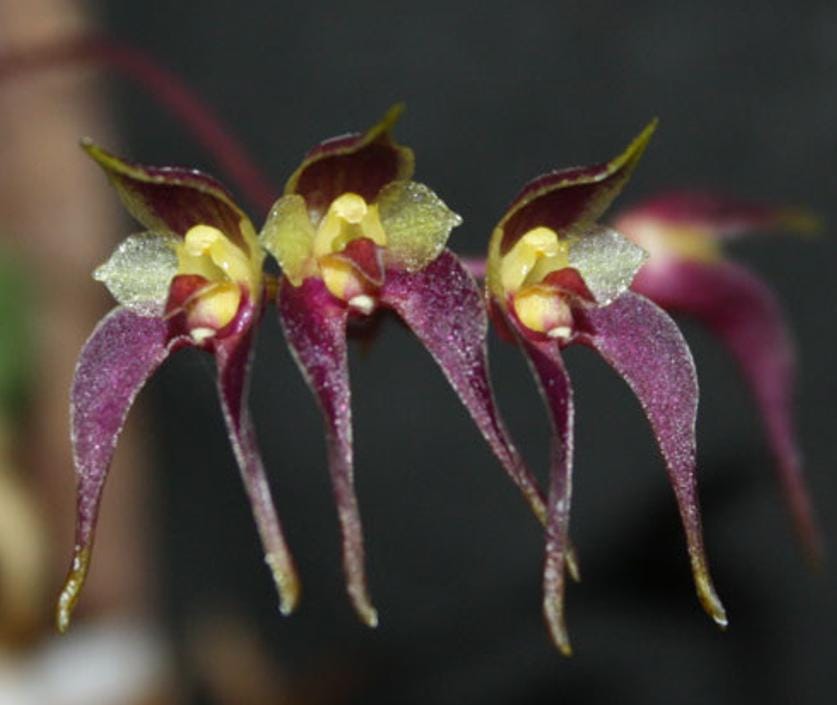 Bulbophyllum planibulbe 1 Plant bloom size , orchid for home & Garden collection