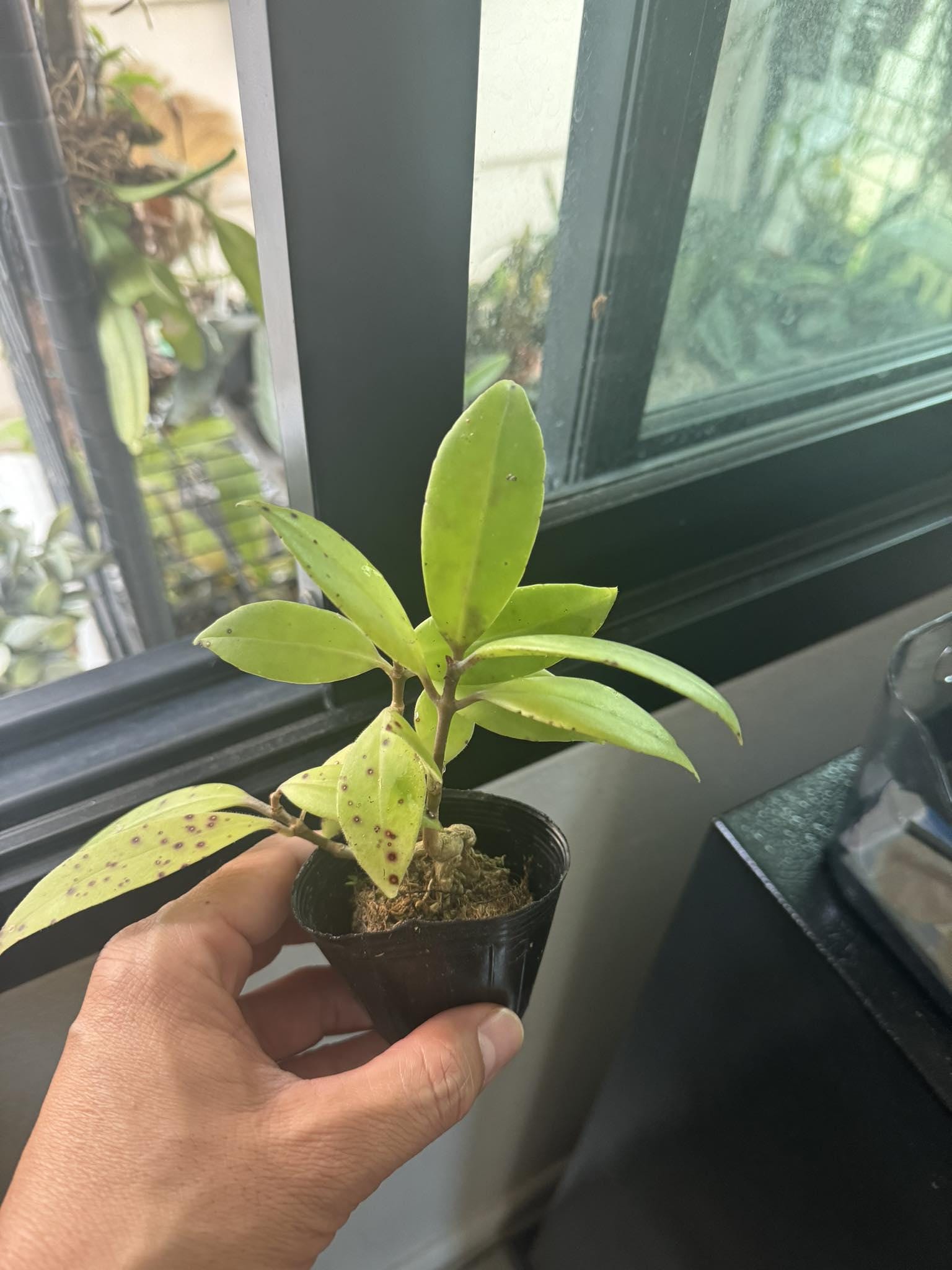 Aeschynanthus andersonii (dwarf)