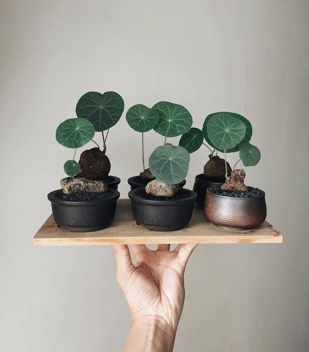 Stephania Erecta  (Caudex Plant)