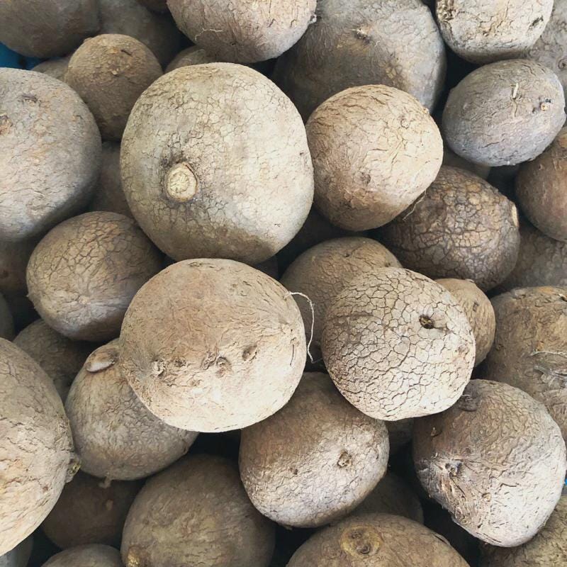 Stephania Erecta  (Caudex Plant)