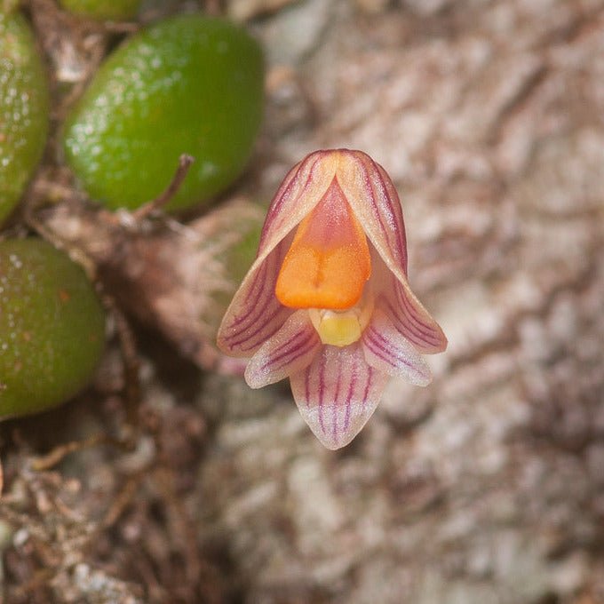 Dendrobium prenticei (syn Dockrillia lichenastrum) デンドロビューム リチェナストラム - PotPlantPetal