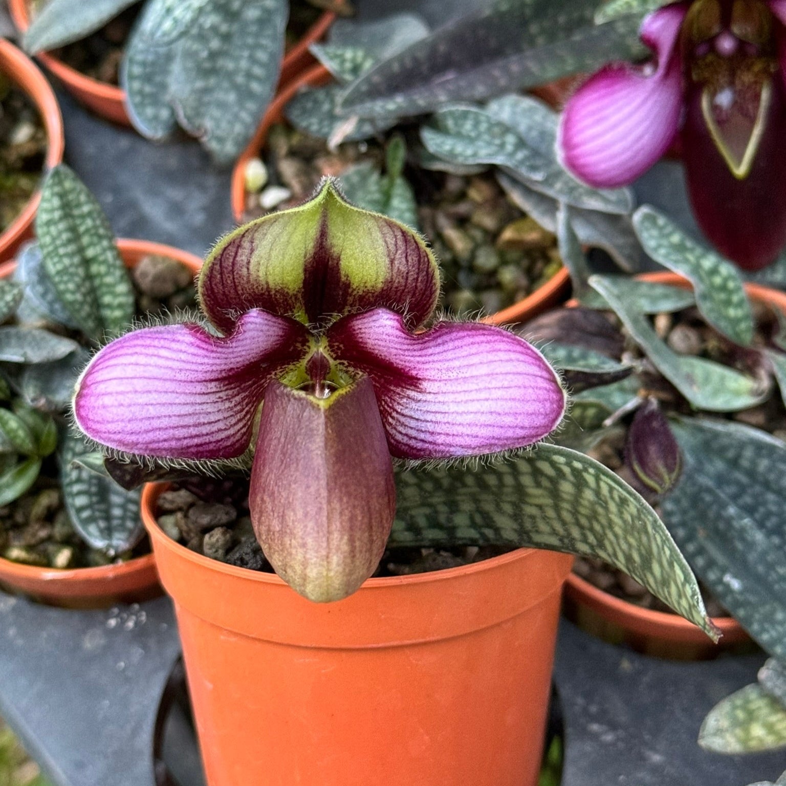 Paphiopedilum