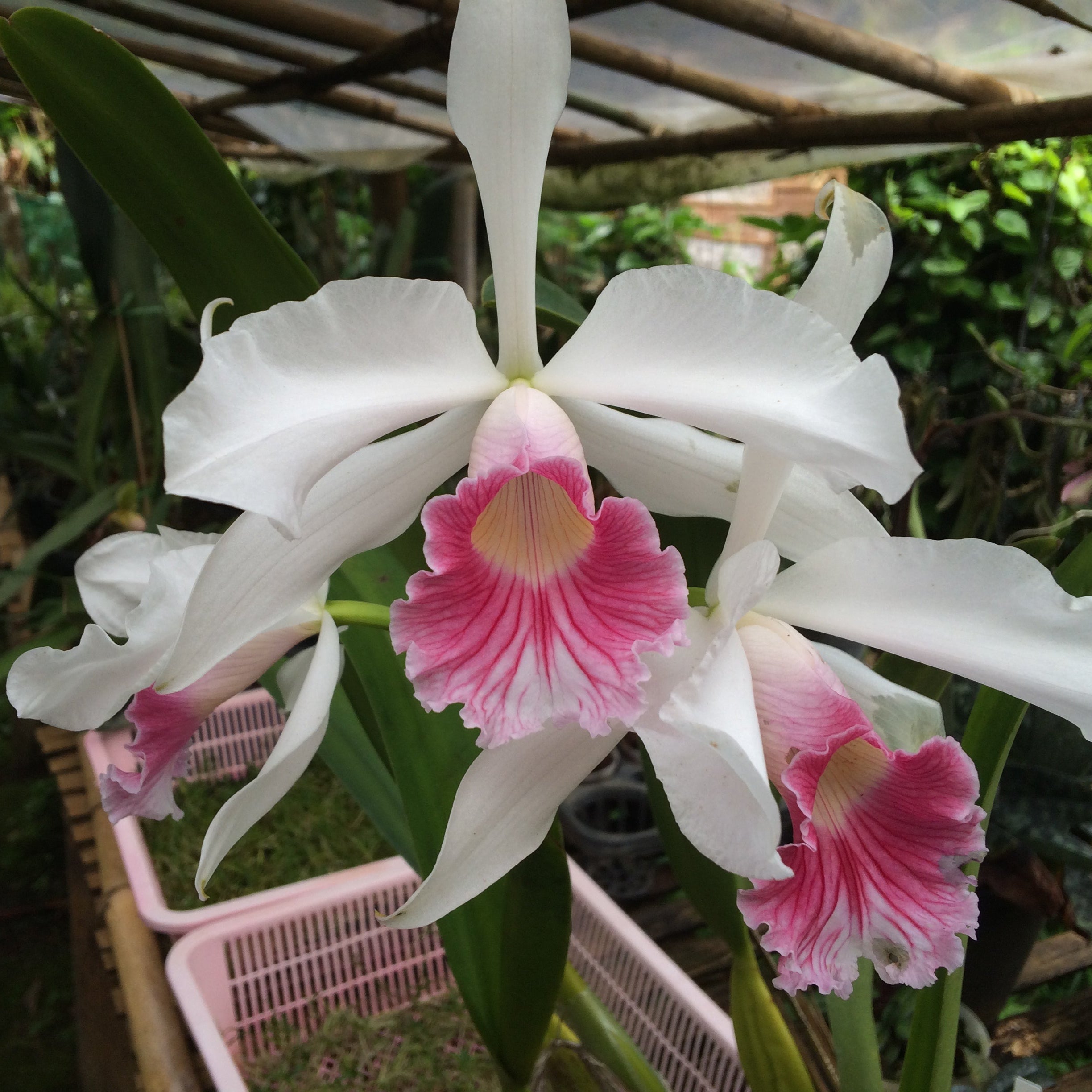 Cattleya & Laelia