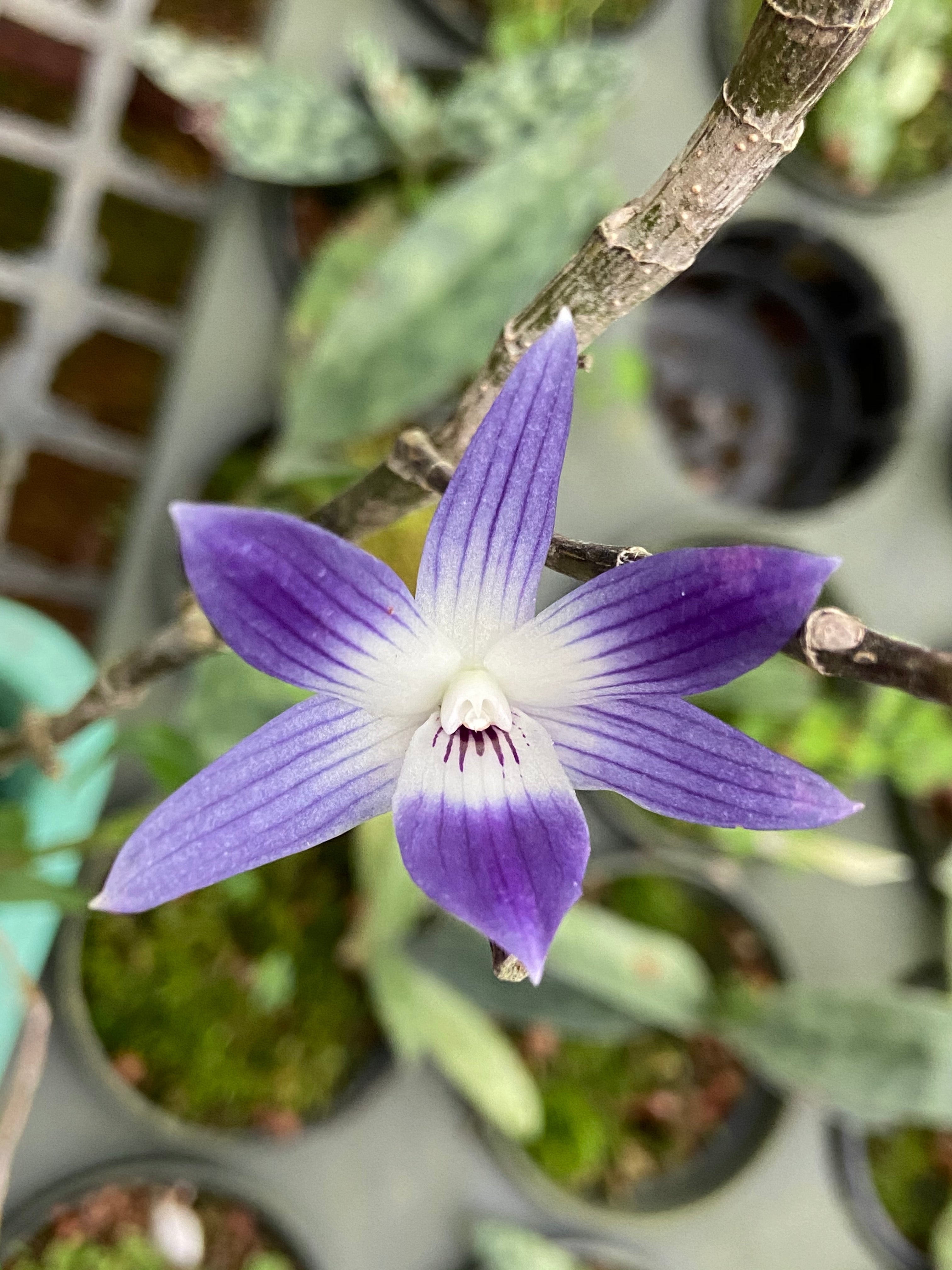 Dendrobium