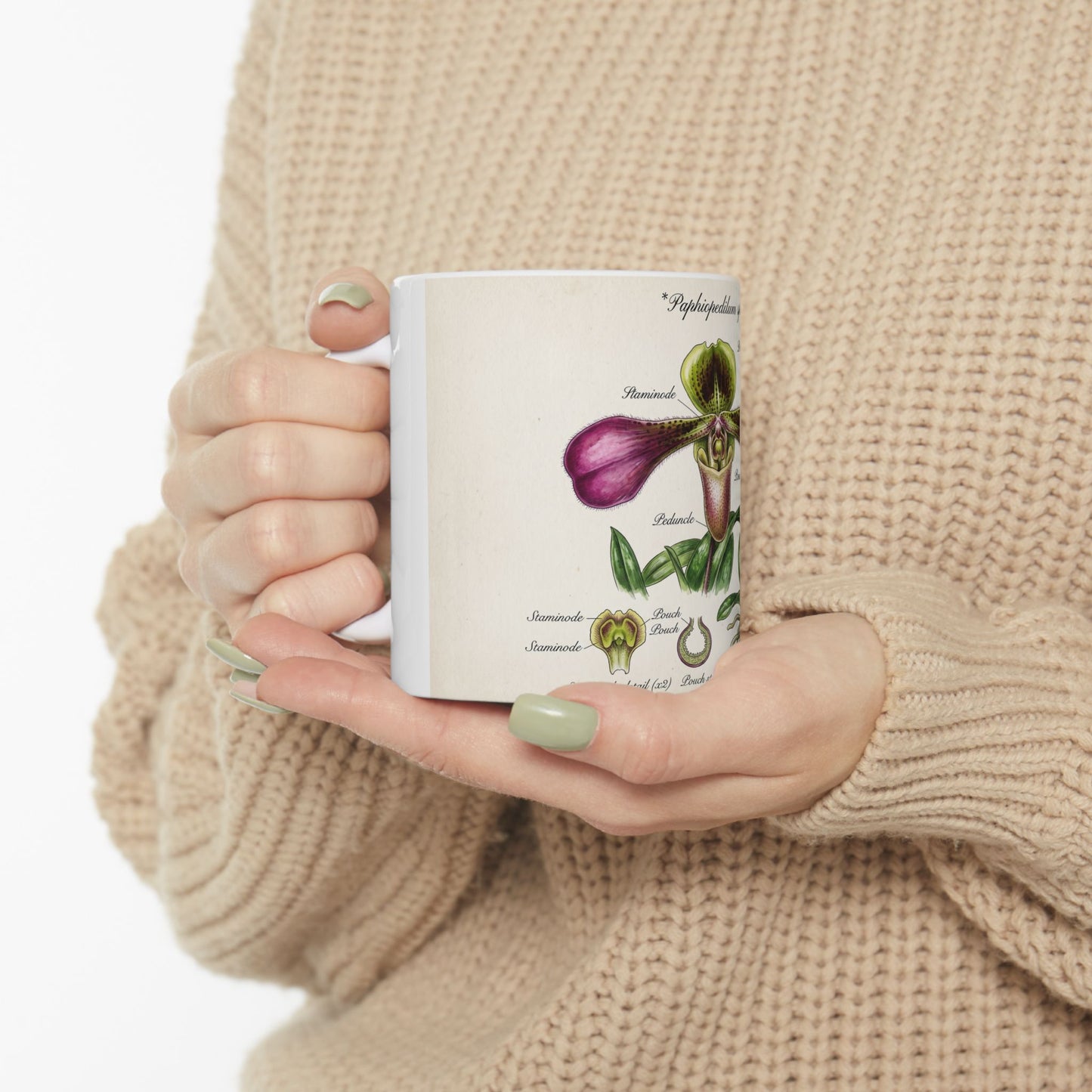Botanical Orchid Diagram Mug — Vintage Paphiopedilum Illustration Ceramic Coffee Cup (11oz/15oz)
