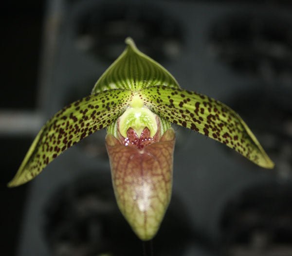Paphiopedilum sukhakulii - PotPlantPetal