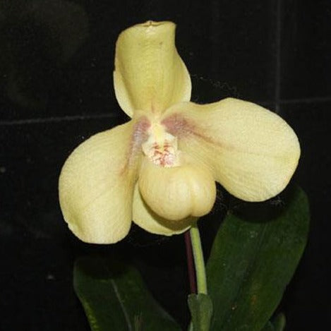 Paphiopedilum hangianum