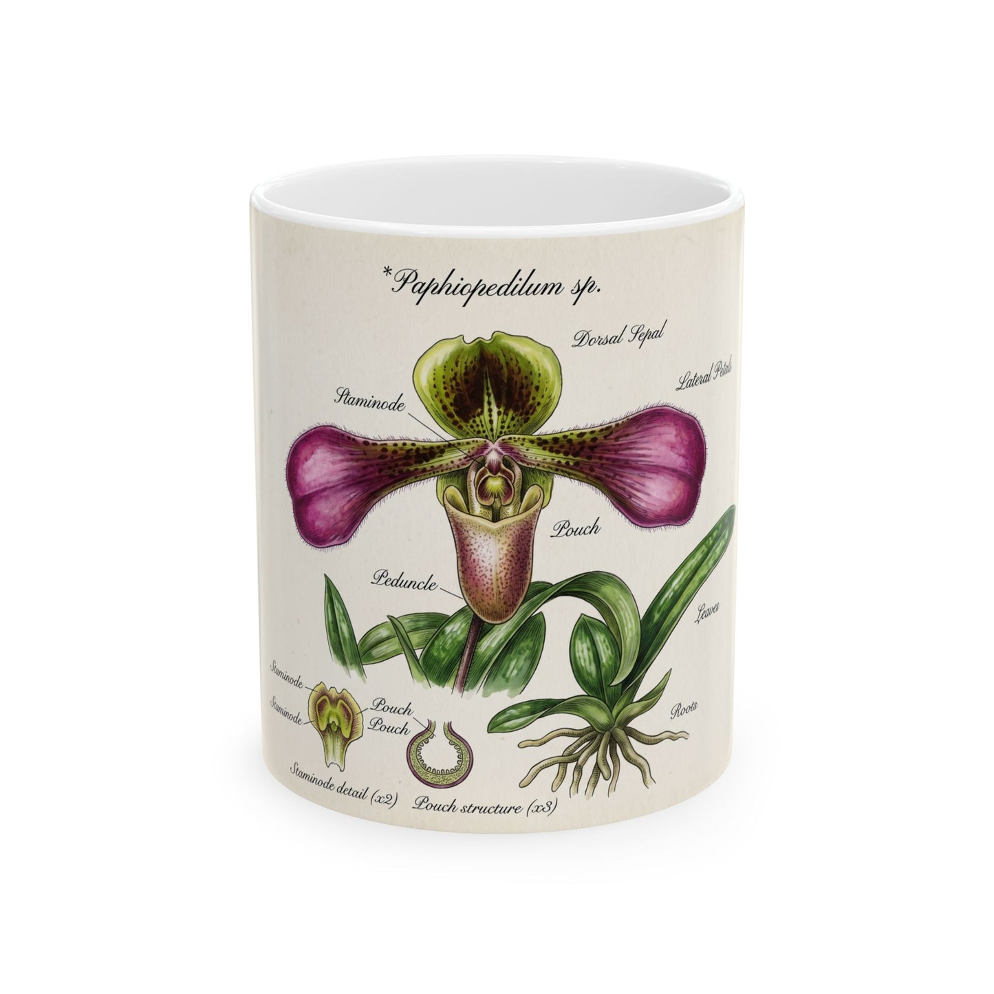 Botanical Orchid Diagram Mug — Vintage Paphiopedilum Illustration Ceramic Coffee Cup (11oz/15oz)