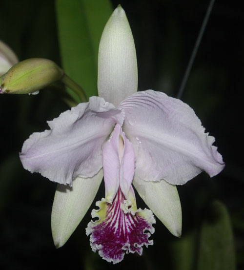 Cattleya lueddenmaniana var.coerulea