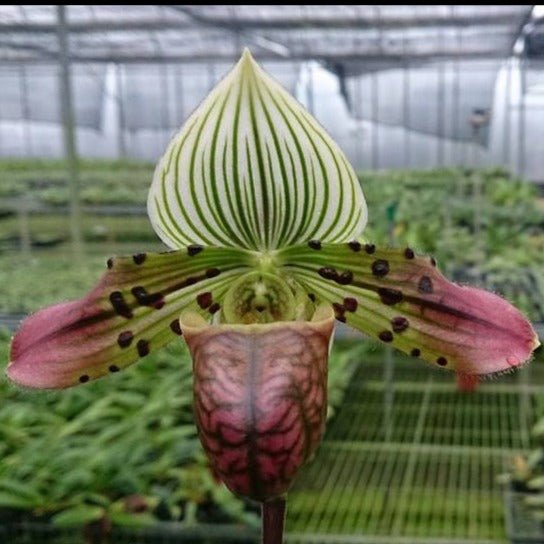 Paphiopedilum venustum - PotPlantPetal