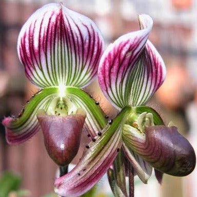 Paphiopedilum callosum - PotPlantPetal