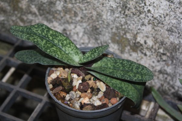 Paphiopedilum bellatulum - PotPlantPetal