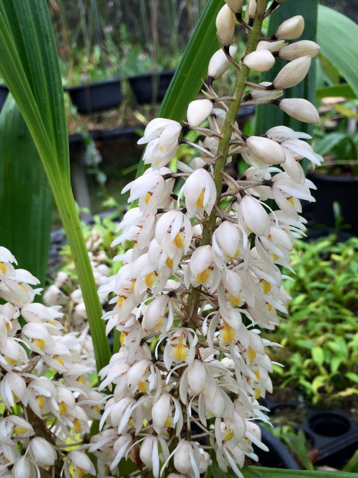 Coelogyne multiflora - PotPlantPetal