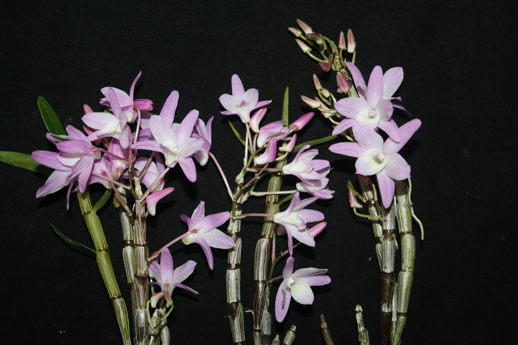 Dendrobium moniliforme Type compact