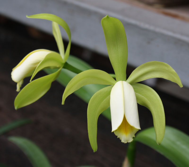 Cattleya forbesii
