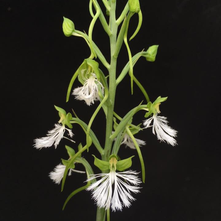 Habenaria medioflexa