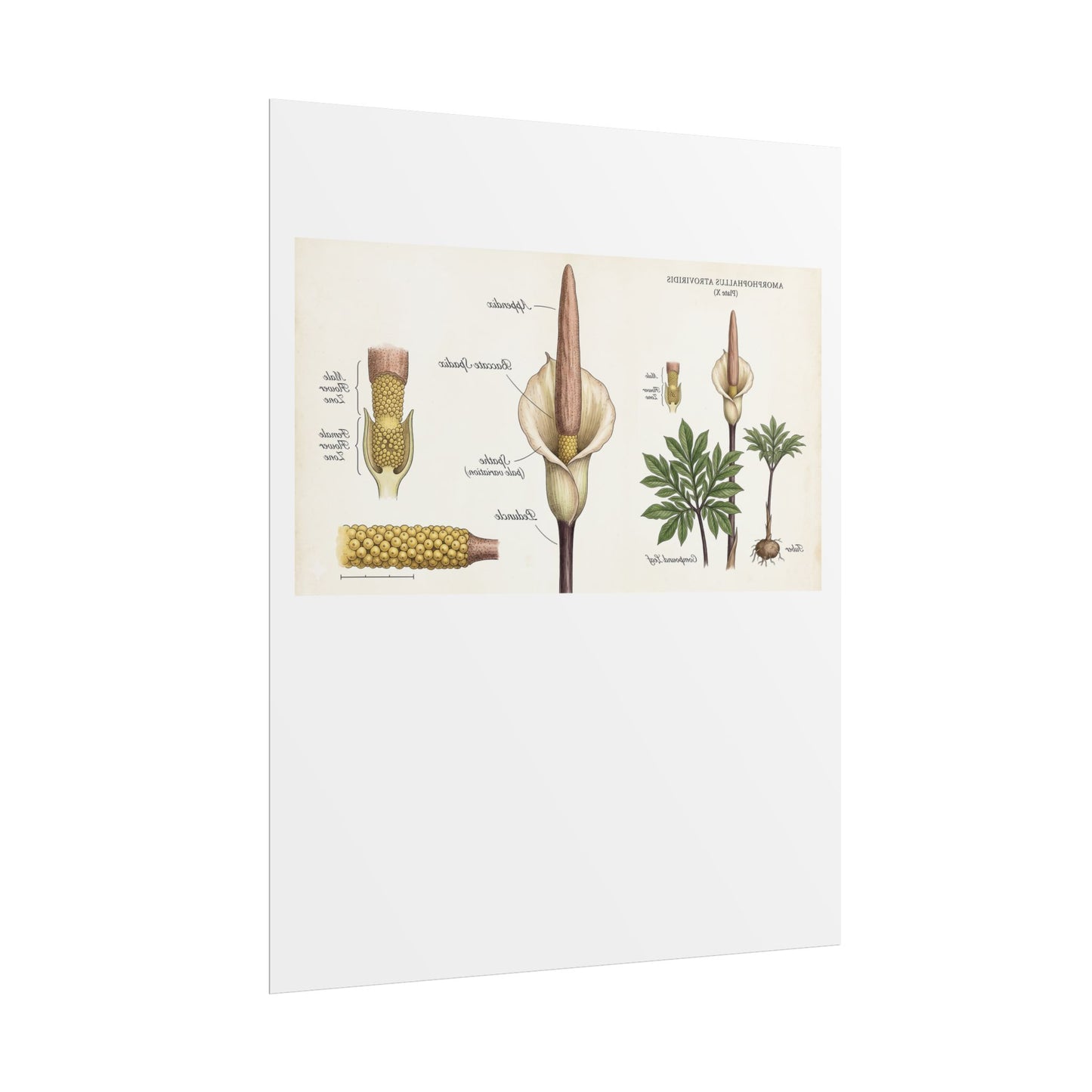 Botanical Anatomy Poster — Vintage Arum/Araceae Plant Illustration (Rolled Poster)