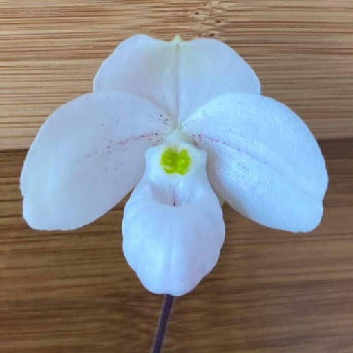 Paphiopedilum thaianum