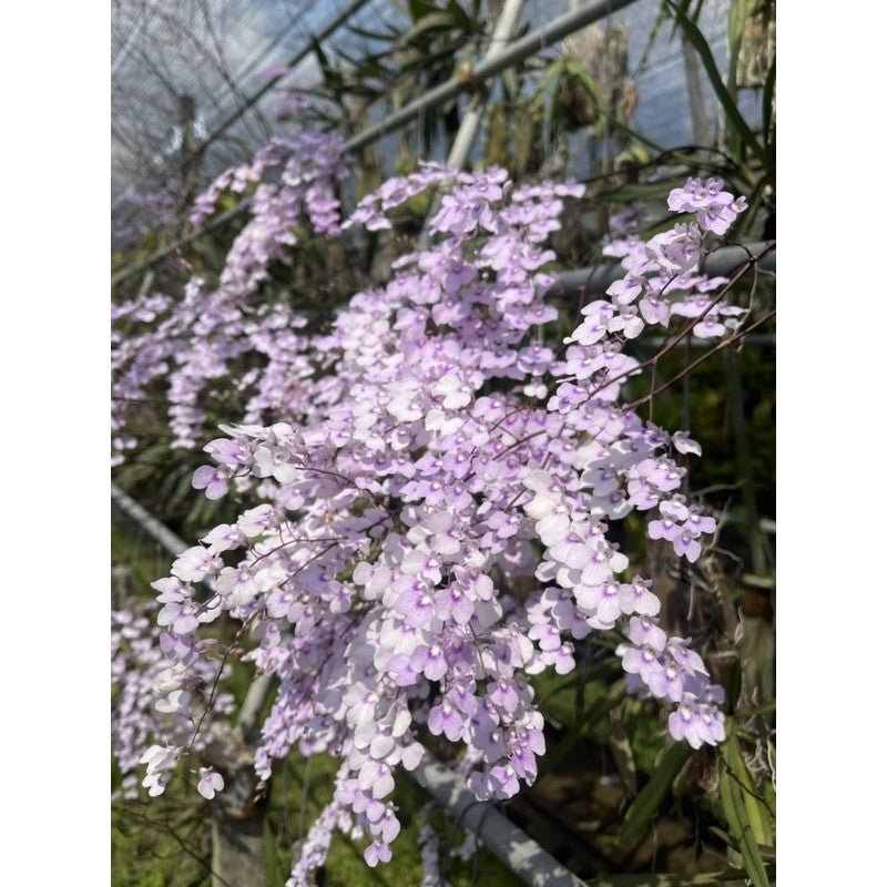 Ionopsis utricularioides - PotPlantPetal