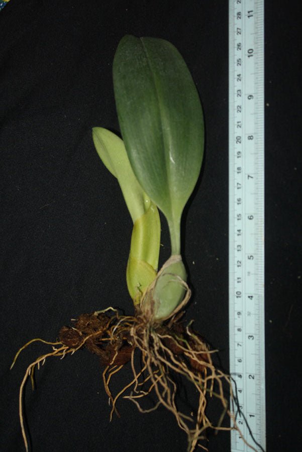 Bulbophyllum echinolabium - PotPlantPetal