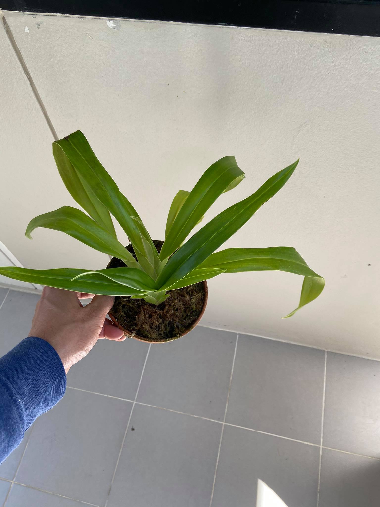 Phragmipedium Schroederae (Phragmipedium Sedenii × Phragmipedium caudatum)