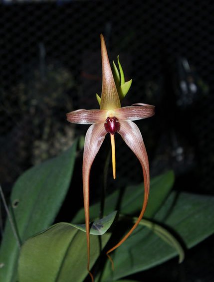 Bulbophyllum echinolabium - PotPlantPetal