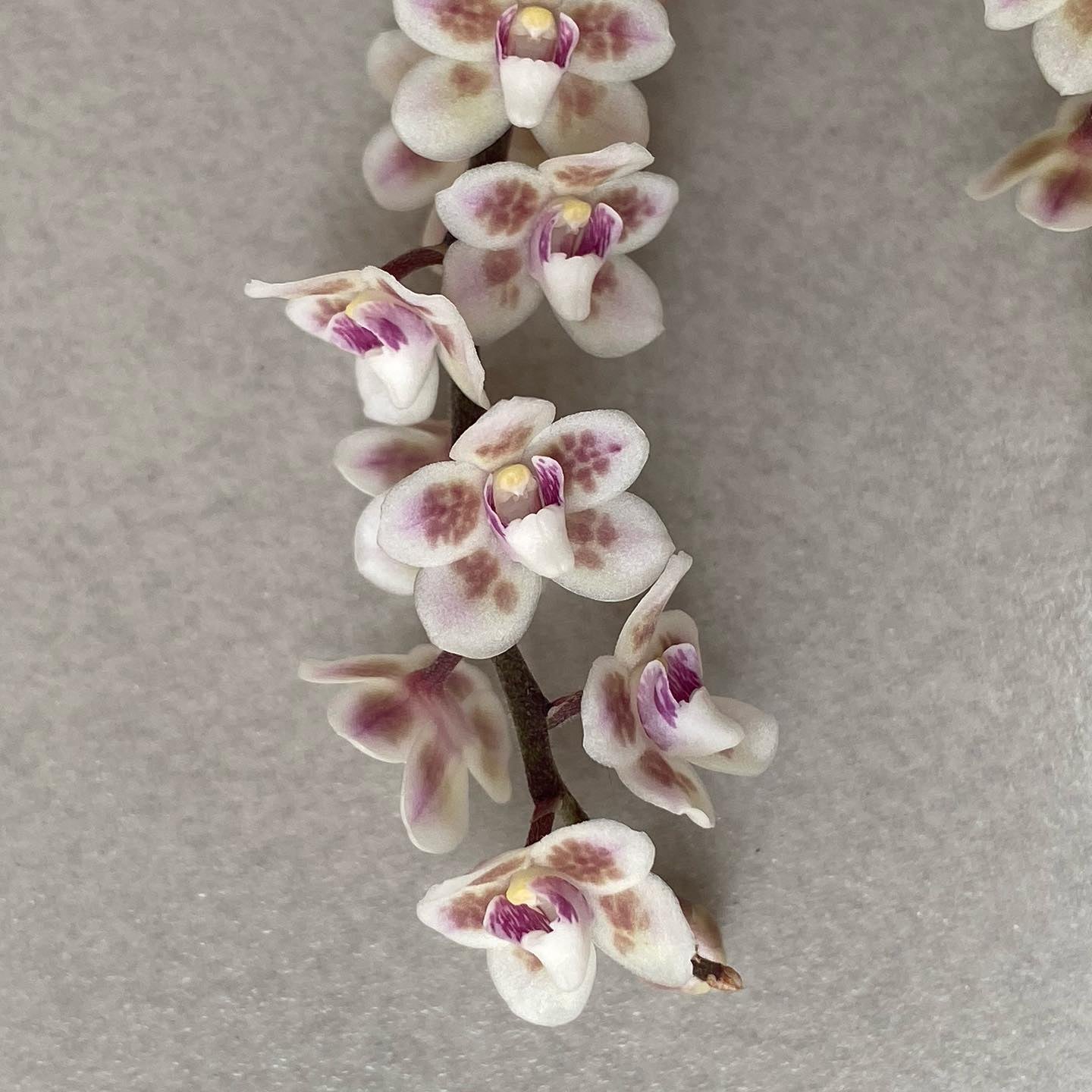 Chiloschista shanica - PotPlantPetal