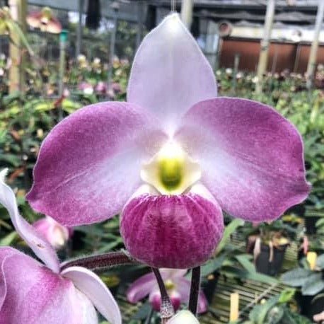 Paphiopedilum vietnamense - PotPlantPetal