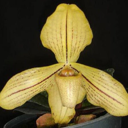 Paphiopedilum josianae (concolor var. longipetalum) - PotPlantPetal