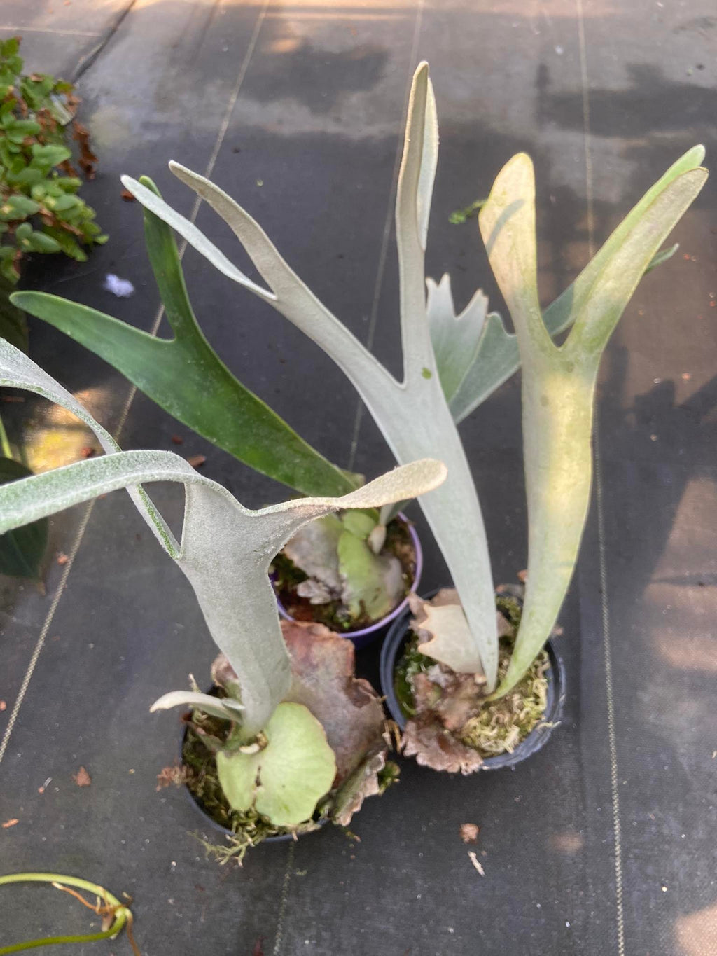 Platycerium veitchii ‘Lemoinei’