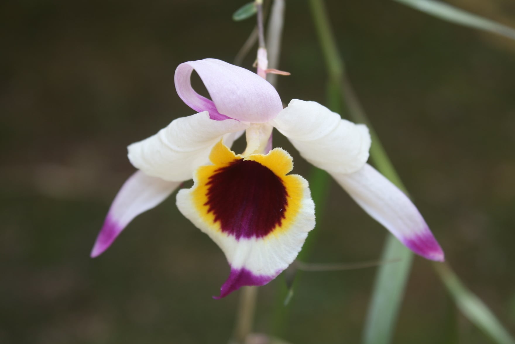 Dendrobium falconeri