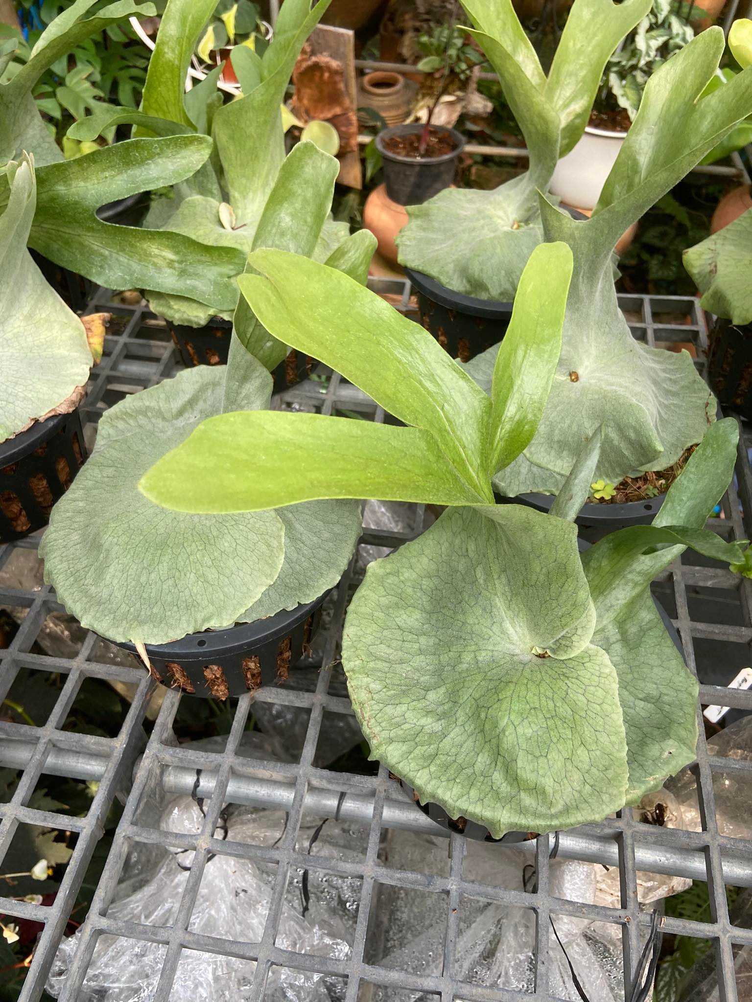 Platycerium grande