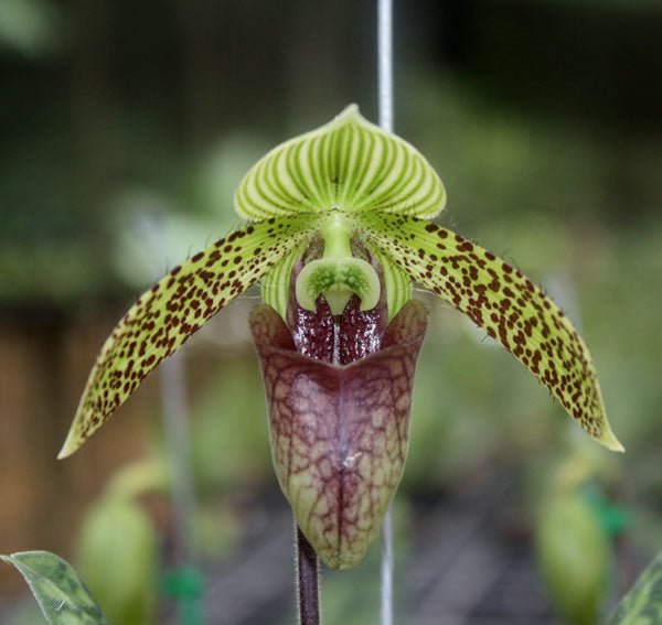 Paphiopedilum sukhakulii - PotPlantPetal