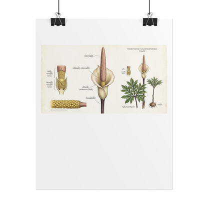 Botanical Anatomy Poster — Vintage Arum/Araceae Plant Illustration (Rolled Poster)