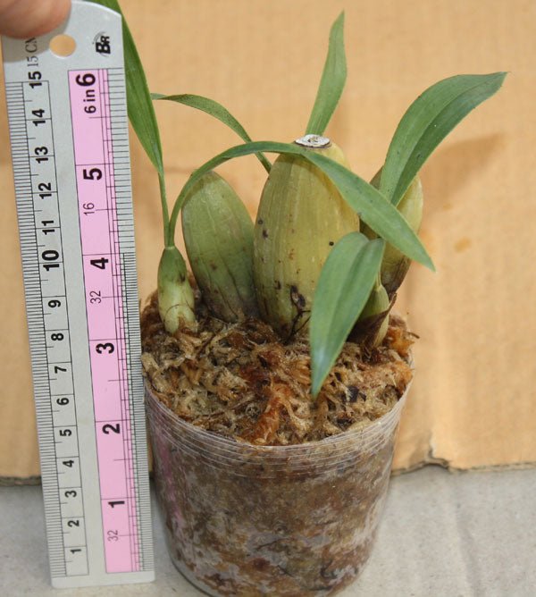 Coelogyne pachystachya - PotPlantPetal