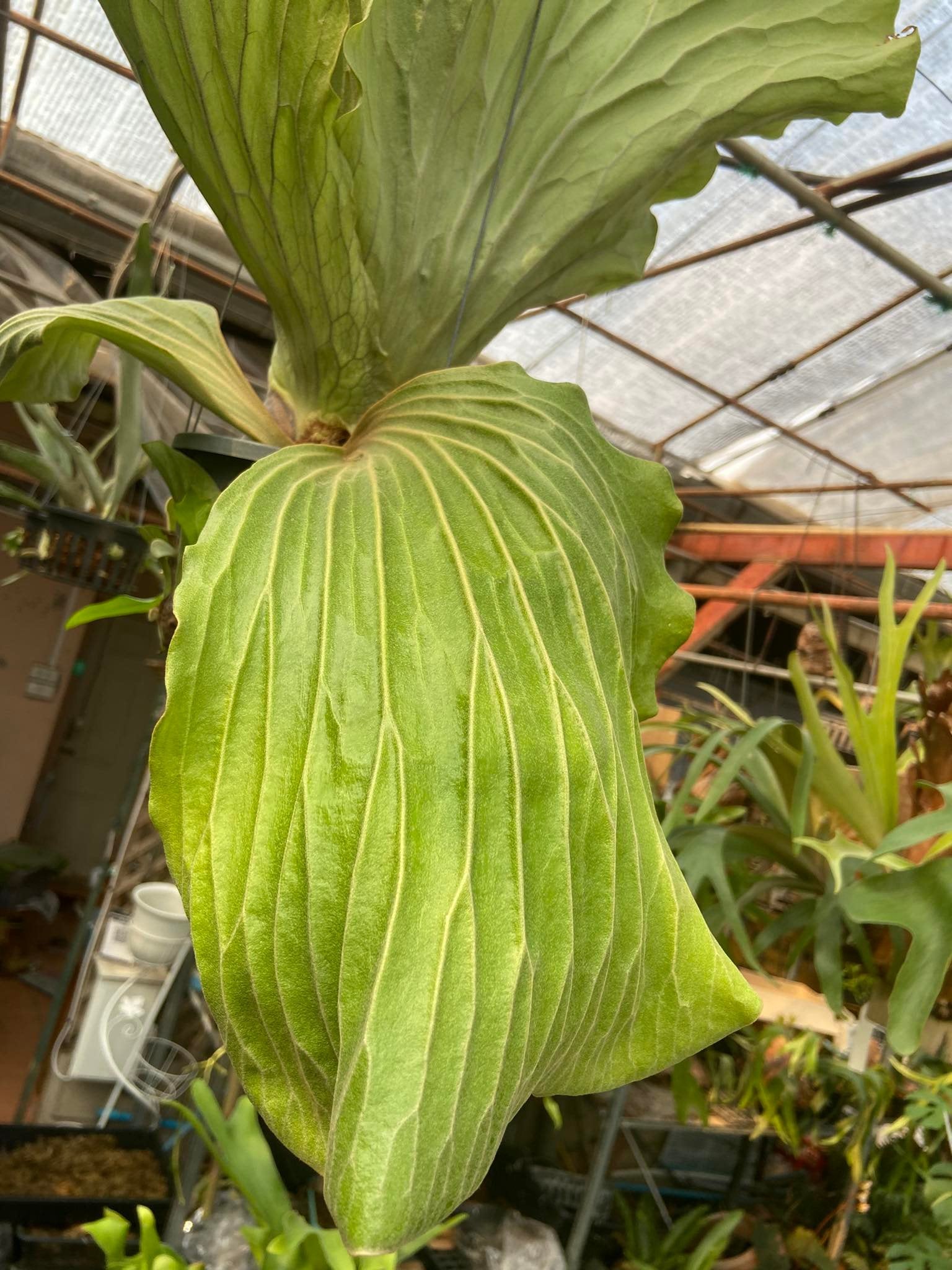 Platycerium elephantotis