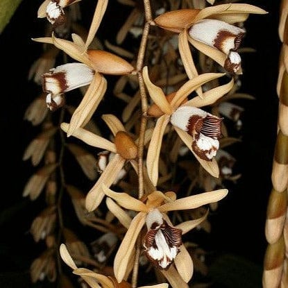 Coelogyne dayana - PotPlantPetal