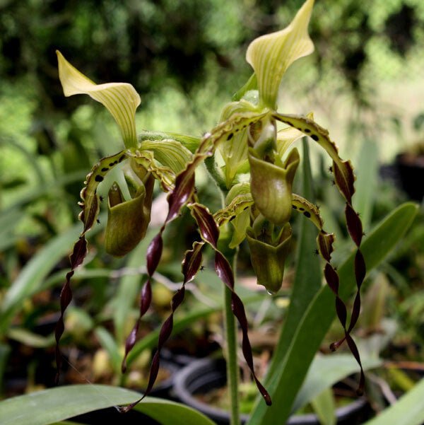 Paphiopedilum parishii - PotPlantPetal