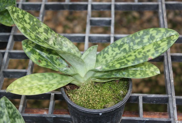 Paphiopedilum callosum - PotPlantPetal