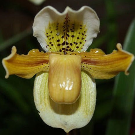 Paphiopedilum exul - PotPlantPetal