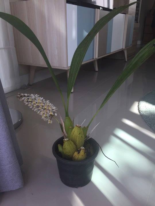 Coelogyne multiflora - PotPlantPetal