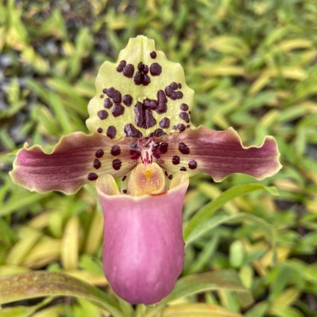 Paphiopedilum henryanum - PotPlantPetal