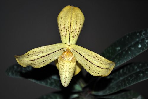 Paphiopedilum josianae (concolor var. longipetalum) - PotPlantPetal