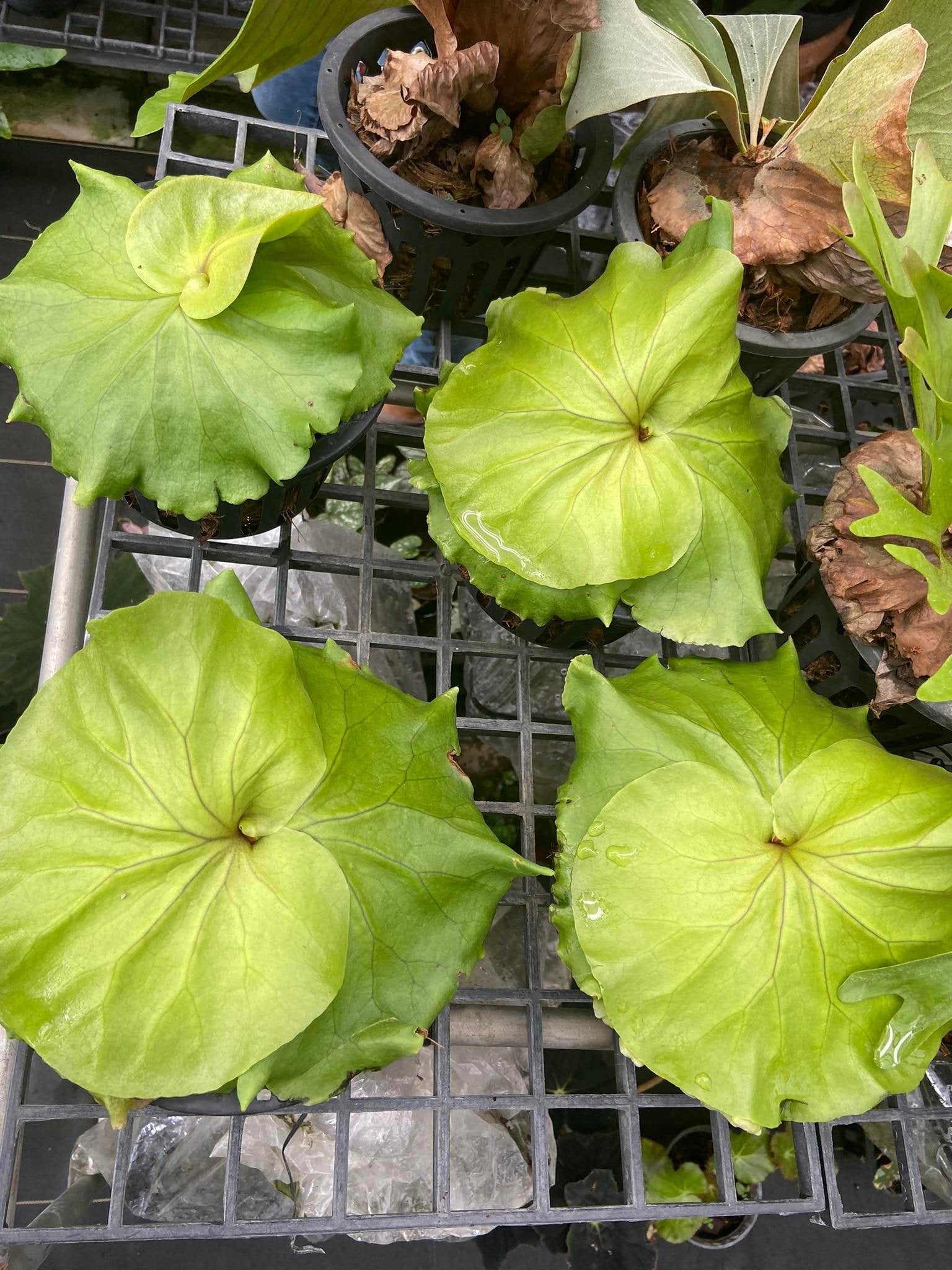 Platycerium Mt. Kitshakood